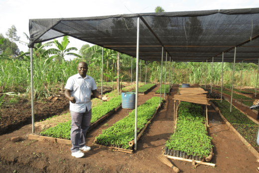 a person standing in a greenhouse