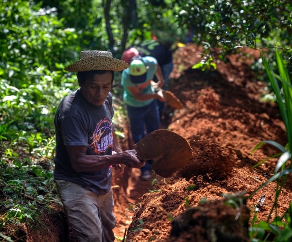 workers in the forest in Panama